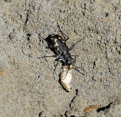Cicindela senilis