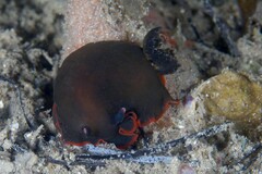 Dendrodoris arborescens