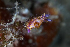 Polycera janjukia