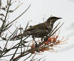 Gavicalis fasciogularis