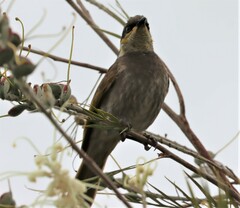Gavicalis fasciogularis