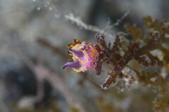 Polycera janjukia