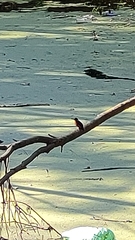 Ceyx azureus