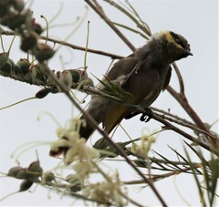 Gavicalis fasciogularis