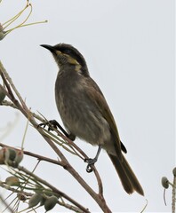 Gavicalis fasciogularis