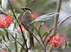 Gavicalis fasciogularis