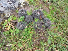 Coryphantha clavata