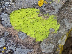 Acarosporaceae