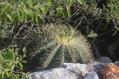 Ferocactus glaucescens
