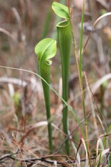 Sarracenia alata