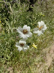 Salpiglossis sinuata