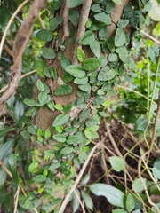 Ficus pumila
