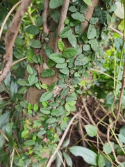 Ficus pumila
