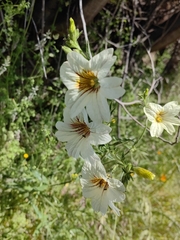 Salpiglossis sinuata