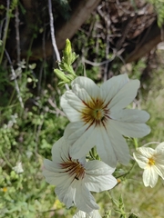 Salpiglossis sinuata