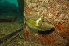 Eubalichthys mosaicus