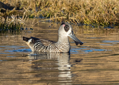 Malacorhynchus membranaceus