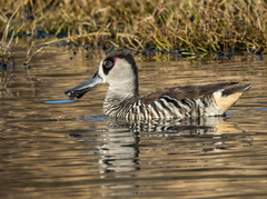 Malacorhynchus membranaceus
