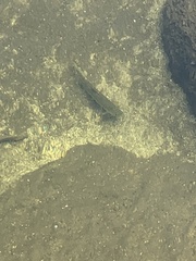 Salmo trutta