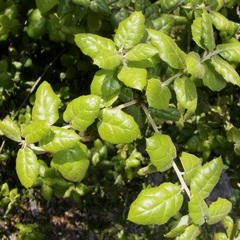 Quercus agrifolia agrifolia