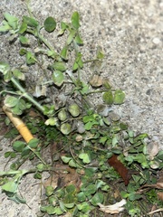Stellaria media
