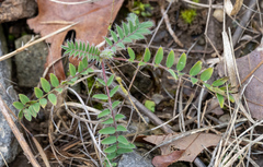 Astragalus tennesseensis