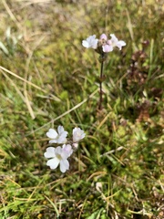 Euphrasia collina glacialis