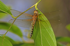 Hydrobasileus brevistylus