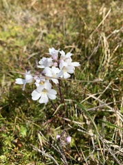 Euphrasia collina glacialis