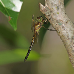 Hydrobasileus brevistylus