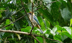 Stilpnia vitriolina