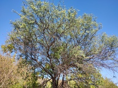 Prosopis articulata
