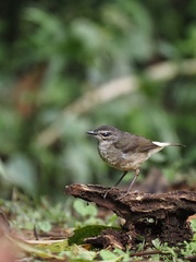 Myiothlypis fulvicauda