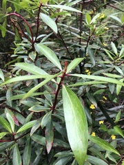 Tasmannia lanceolata