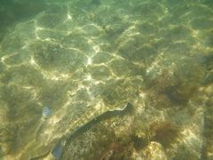 Platycephalus fuscus