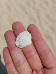 Veneridae