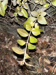 Ligustrum ovalifolium