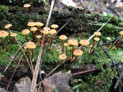 Xeromphalina campanella