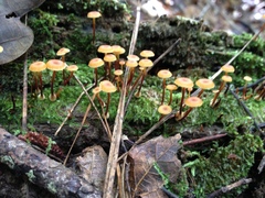 Xeromphalina campanella