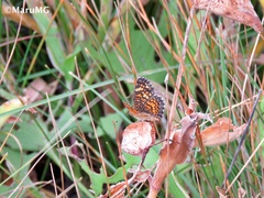 Phyciodes graphica graphica