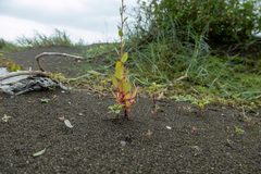 Chenopodium acuminatum