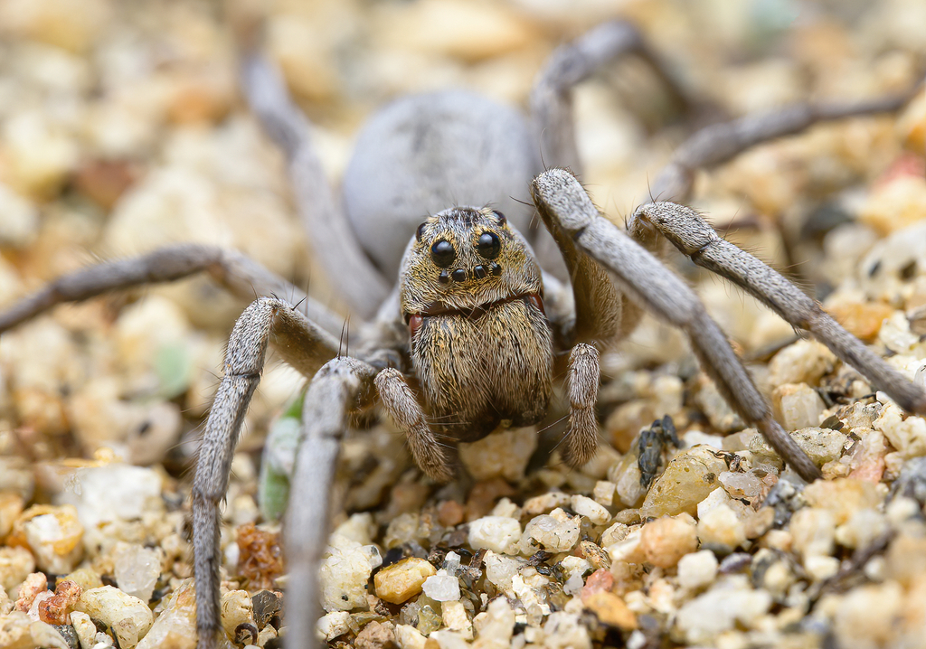 Geolycosa gosoga from San Diego County, CA, USA on December 10, 2022 at ...