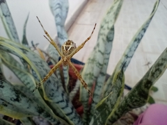 Argiope argentata