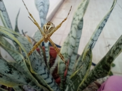Argiope argentata