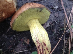Boletus luridellus