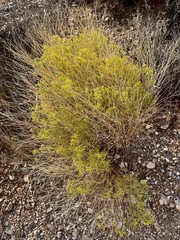 Gutierrezia microcephala