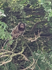 Callithrix jacchus × penicillata