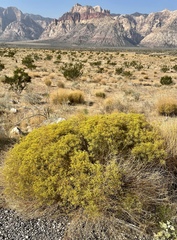 Gutierrezia microcephala