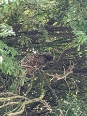 Callithrix jacchus × penicillata