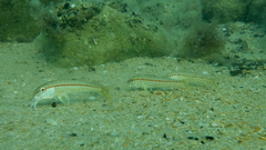Mullus barbatus ponticus